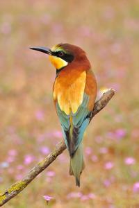 ���������ļ�